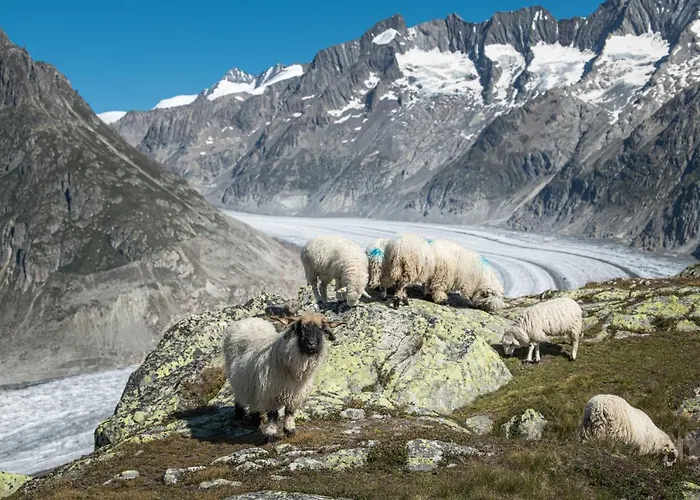 Sophia 1. Stock West